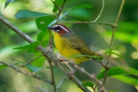 Lesnacek rezavohlavy - Basileuterus rufifrons - Rufous-capped Warbler o3387
